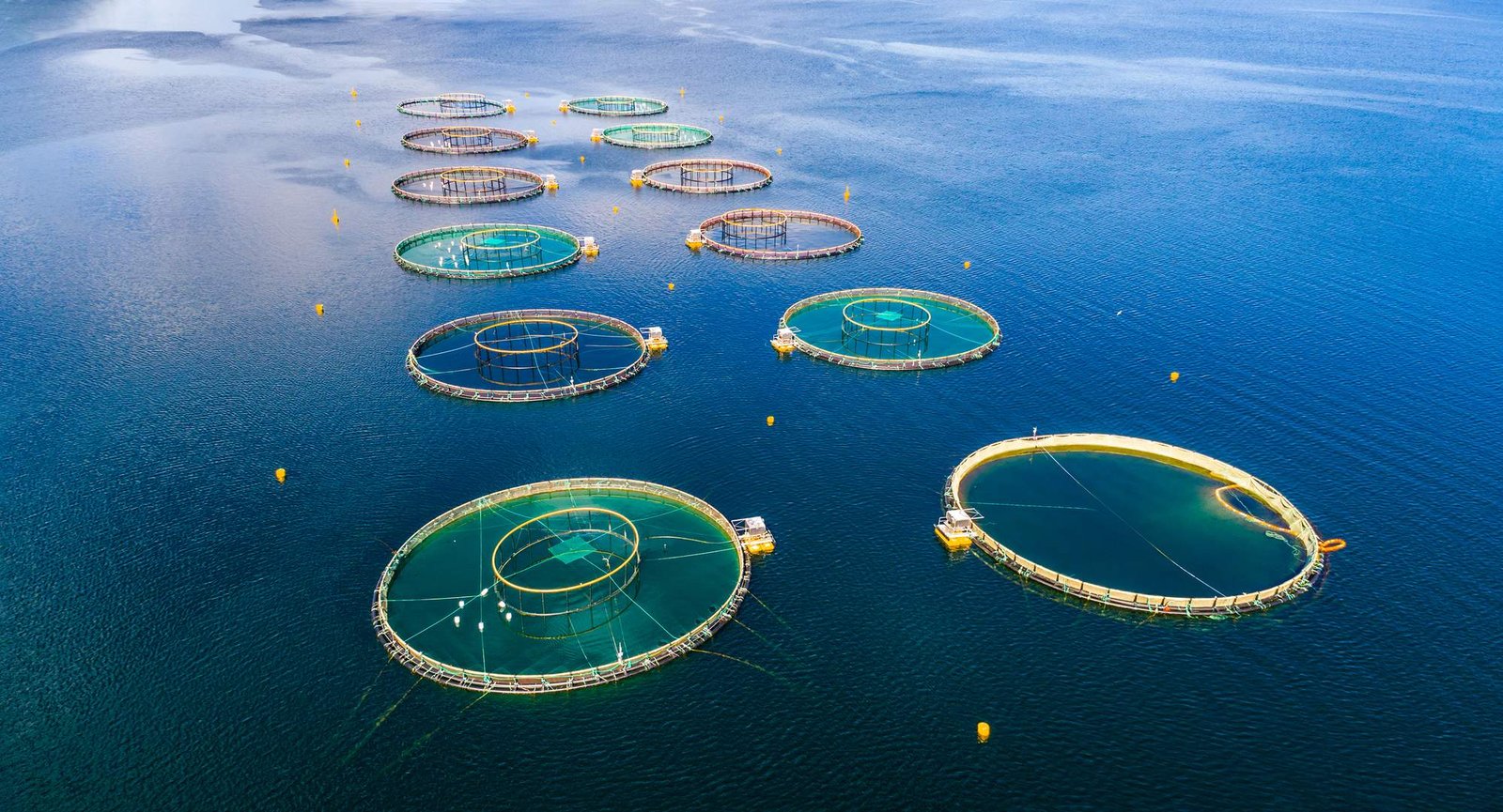 Aquatic Enzymes
