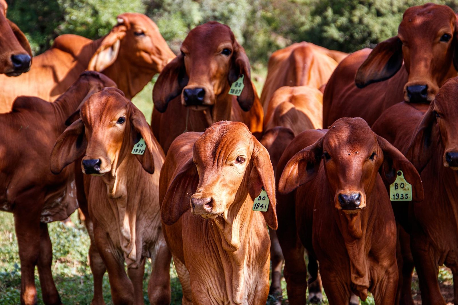 Cattle Enzymes