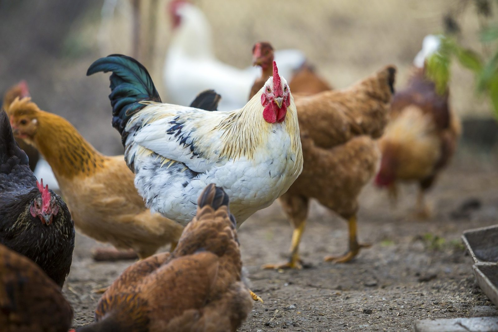 Feed Enzymes